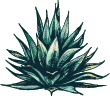 raicilla